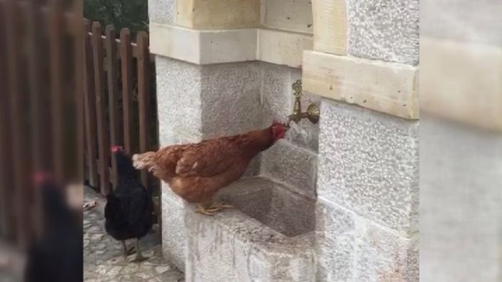 Erzincan'da çeşmeden su içen tavuk ilgi odağı oldu