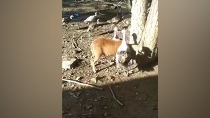 Hindilerin kavgasını ayırmaya çalışan kuzu