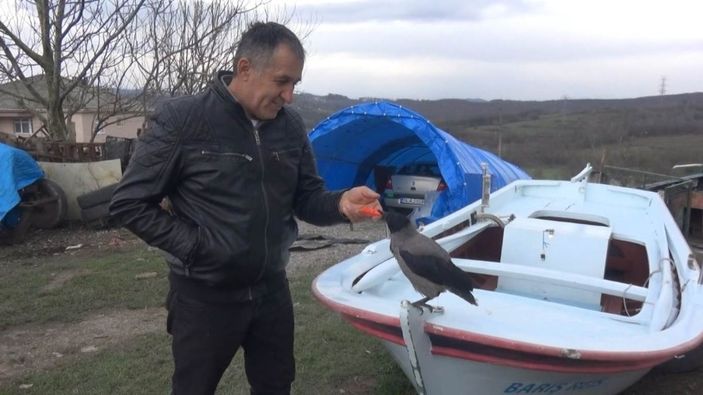 Bartın'da sahibinin sözünden çıkmayan karga