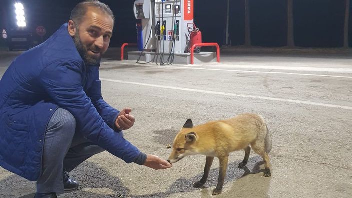 Bayburt'ta akaryakıt istasyonundaki tilkiyi elle beslediler