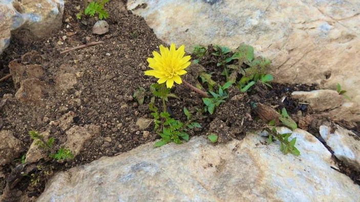 Muğla'da yanan orman yeniden yeşeriyor