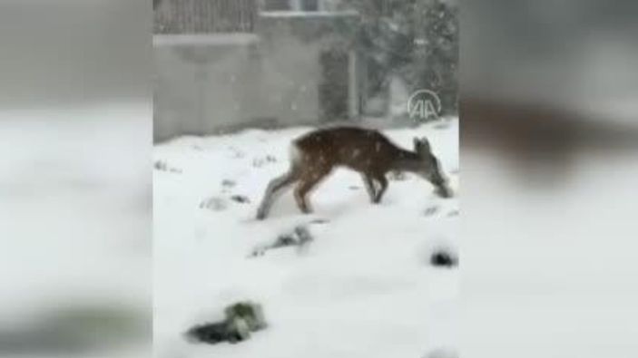 Düzce'de karda oynayan karaca yavrusu görenleri gülümsetti