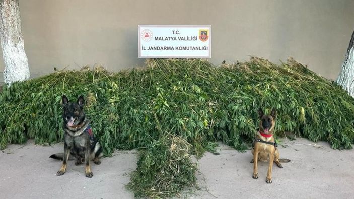 Malatya’da uyuşturucu operasyonu yapıldı