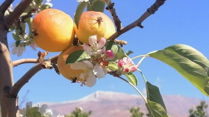 Erzincan'da sonbaharda kar yağarken çiçek açan elma ağacı şaşırttı