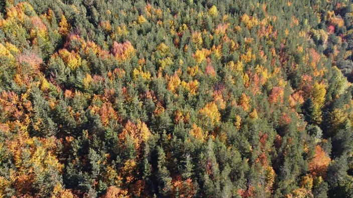 Bolu'nun ormanlarında renk cümbüşü yaşanıyor