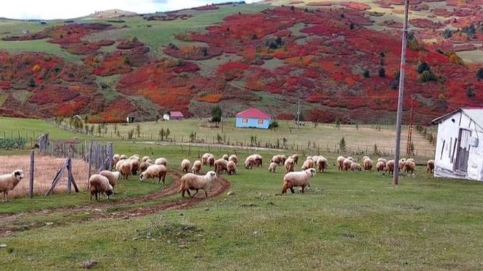 Ordu'nun yaylarında kartpostallık sonbahar manzarası