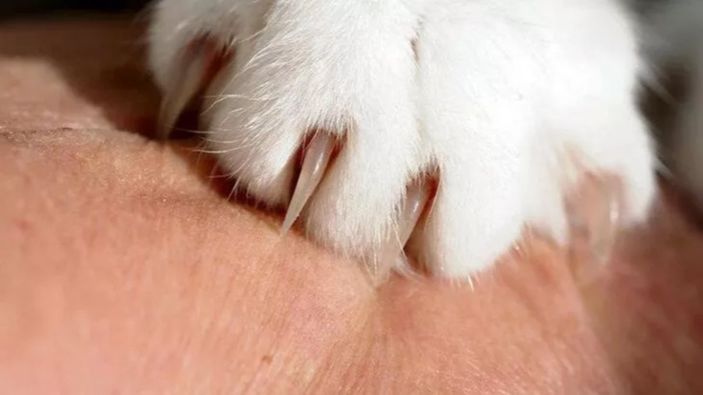 Kuduz kedi nasıl anlaşılır? Kedilerden kuduz bulaşır mı?