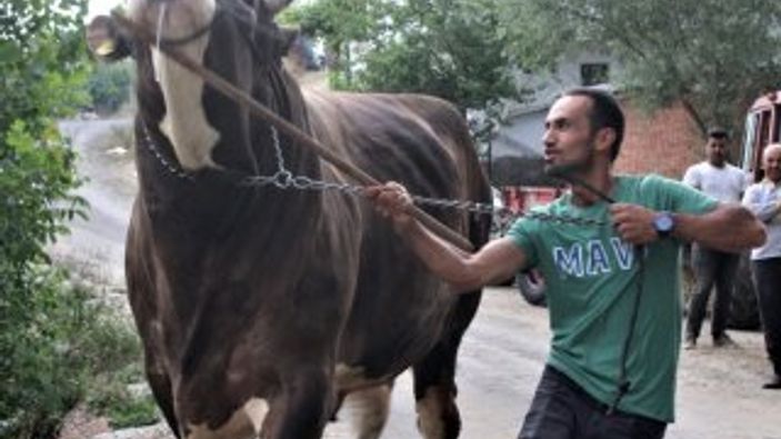 Bir buçuk tonluk boğayı görenler gözlerine inanamıyor
