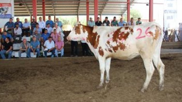 Aydın'da podyuma çıkan düveler satıldı