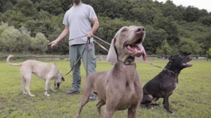 Sokak köpeklerinden 'hassas burun'lar çıkarıyor