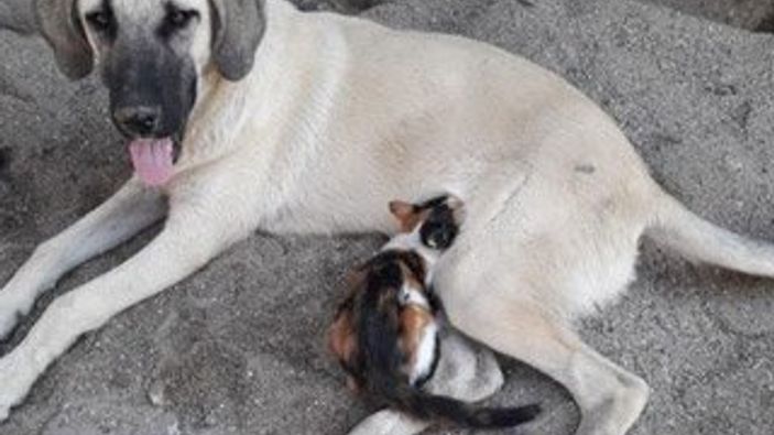 Yavru kediyi emziren köpek