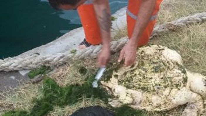 Yosun bağlamış caretta caretta kurtarıldı