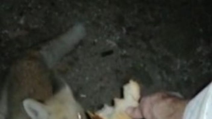 Tilkiyi eliyle besleyen Rizeli