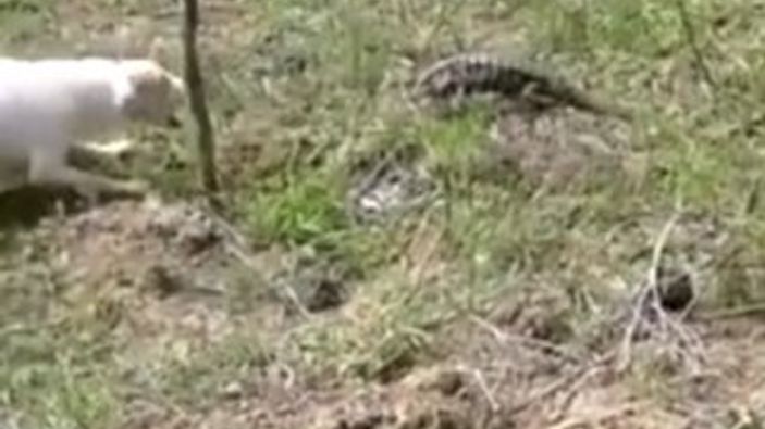 İguanaya kafa tutan köpeğin acıklı sonu