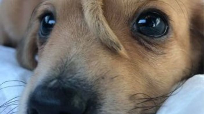ABD'de bir köpek alnında kuyrukla doğdu