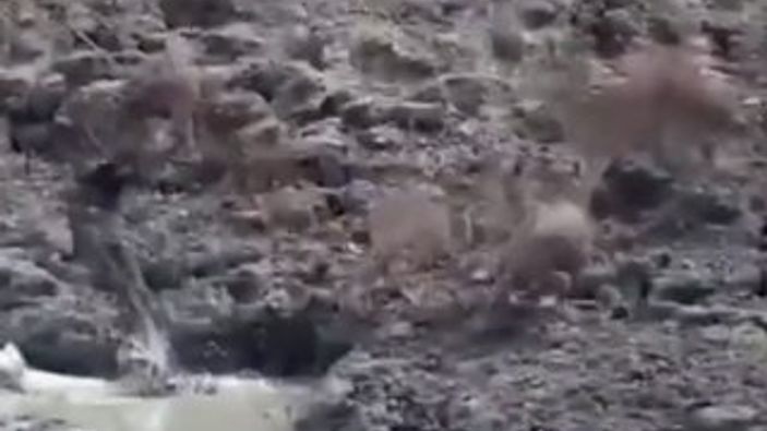 Hindistan'da pitonun geyik avı kamerada