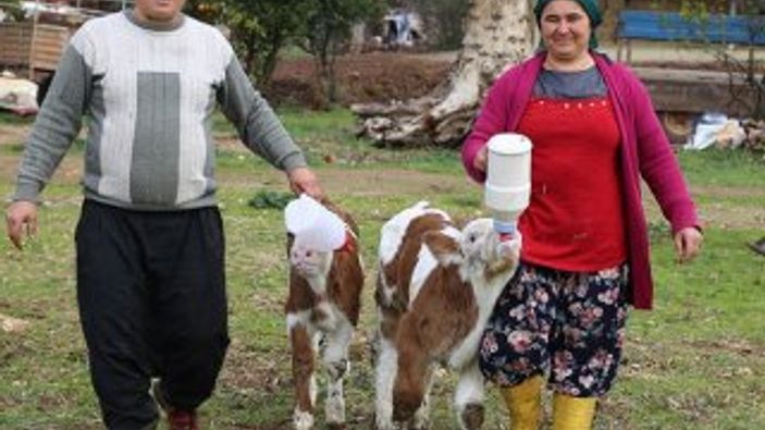 Sevgililer Günü hediyesi buzağılarla çiftlik kurdu