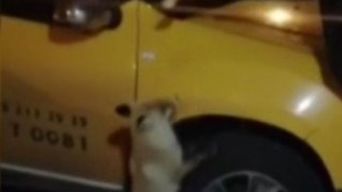 Ardahan'da şehre inen tilkiye elleriyle yiyecek verdi