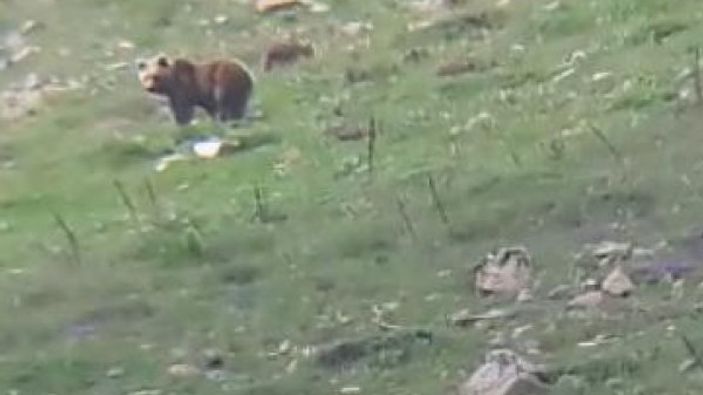 Dağda görüntülediği ayı ile konuşan Sivaslı