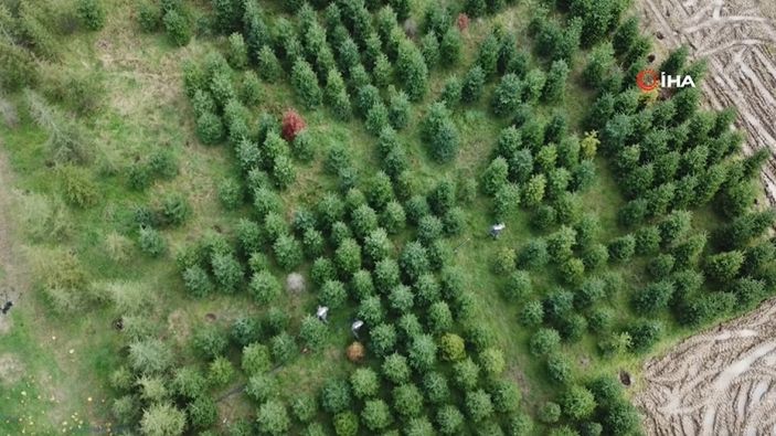 Kaçak çam ağacı kesimine karşı drone’lu denetim