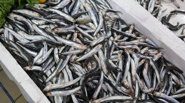 Samsun'da hamsi azaldı, ‘çaça’ avı başladı