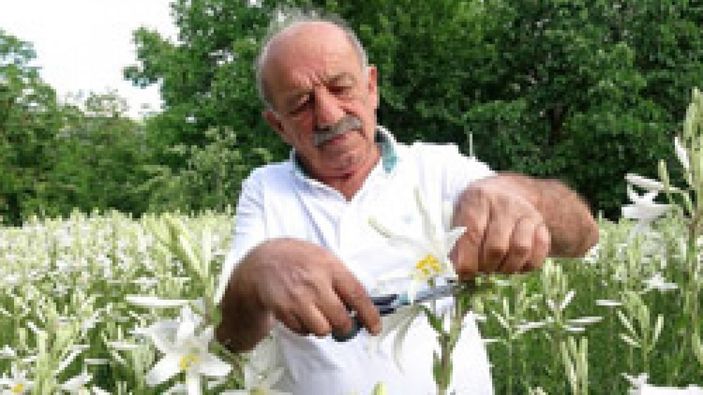 Tokat'ta hobi olarak başladığı akzambak üretimiyle hayatı değişti