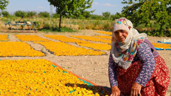 Mevsimlik tarım işçileri bayramı kayısı tarlalarında geçiriyor