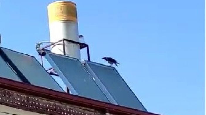 Elazığ’da ’Allah’ diye bağıran karga