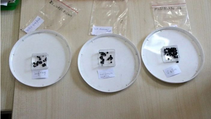 Adana'da tarihi Misis Höyüğü'nde 3 bin yıllık tohum bulundu