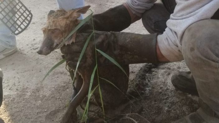 Manisa'da havuza düşen tilkinin yardımına fabrika çalışanları koştu