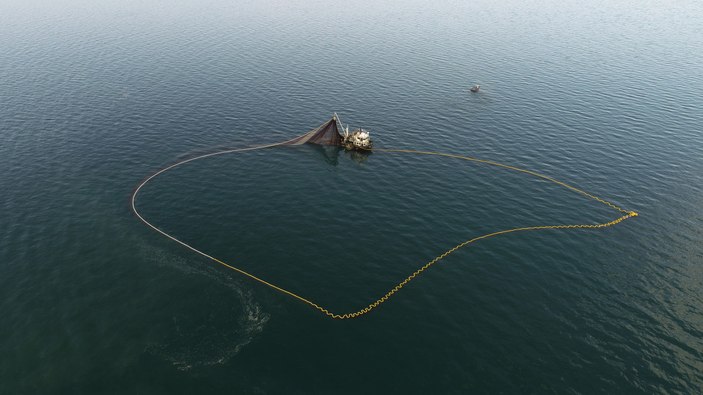 Ağları yırtan mavi yengeç, Karadeniz'de üremeye başladı