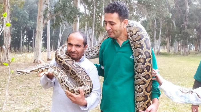 Mersin'deki parkta 12 yılan besleniyor… İki bakıcıyı gören inanamıyor