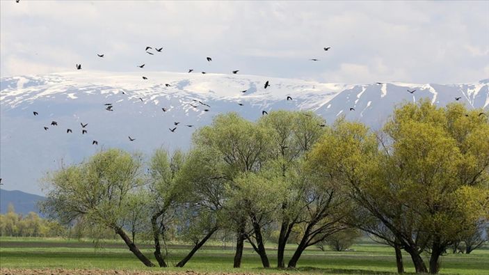 Muş Ovası'ndaki kuşlar on yılda sayıldı: 400 kuş türü kayıt altına alındı