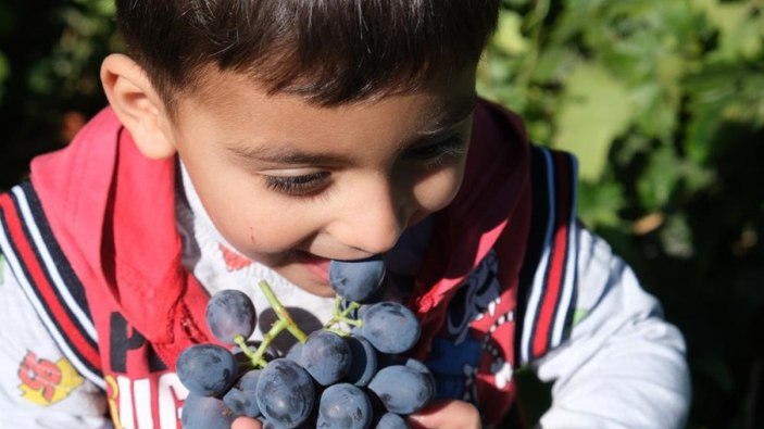 Erzincan'ın Cimin üzümünün faydaları saymakla bitmiyor