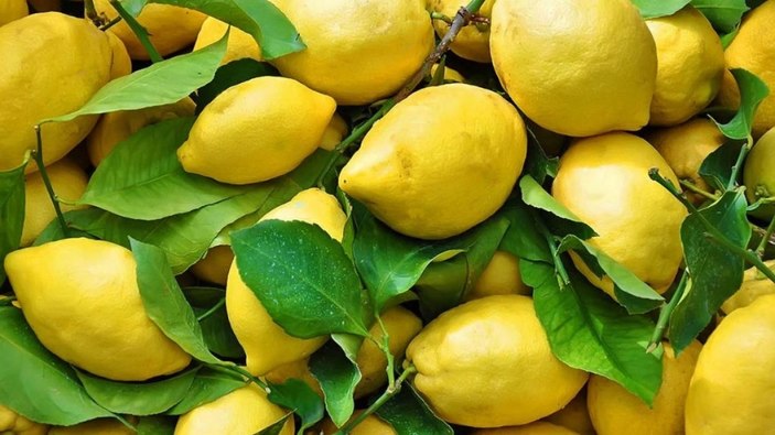 Ne suyu, ne kabuğu! Limon yaprağındaki mucizeye bakın...