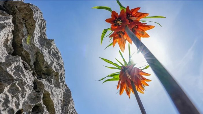 Diyarbakır'da doğa bayrama hazır! Makam çiçekleri ve ters laleler açtı