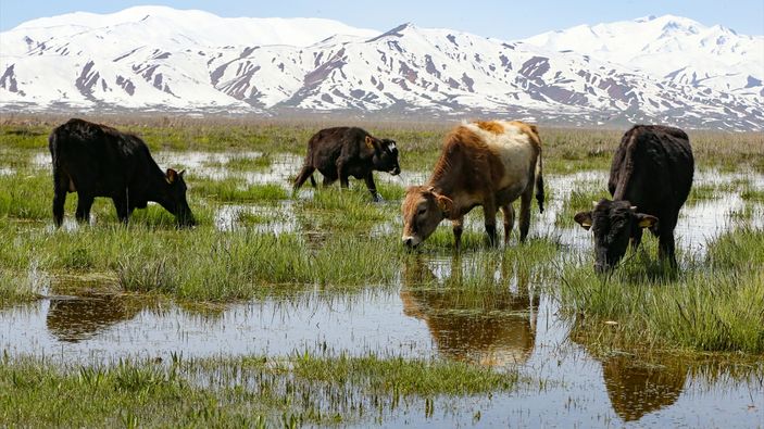 Hakkari'de meralar, otlayan sürülerle hareketlendi