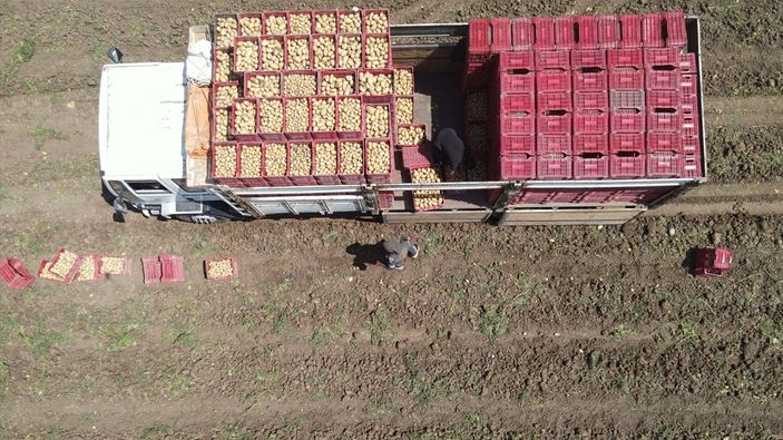 Muğla'da turfanda patatesin son hasadı yapıldı: Verimi çiftçiyi sevindirdi