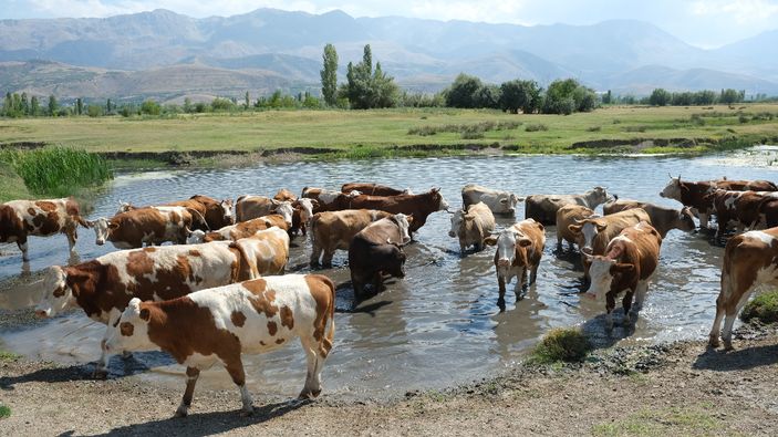 Erzincan'da çoban bulamayınca çözümü nöbetleşmekte buldular