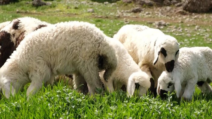 Erzincan'a bahar geldi, meralar yeşillendi