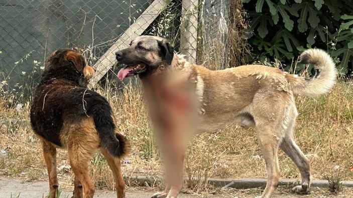 Avrupa'da sıkı düzenlemeler: Sokaklar başıboş hayvanlardan arındırıldı