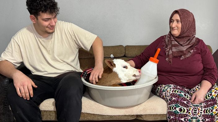 Ordu'da kuzusuna gözü gibi bakıyor