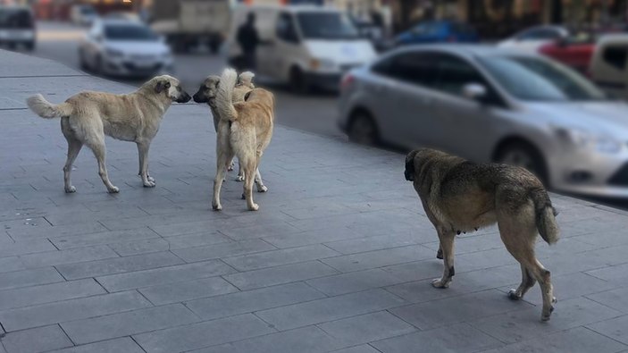 Erzincan'da halk başıboş köpeklerden şikayetçi