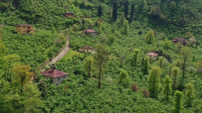Karadeniz'de fındık mesaisi başladı