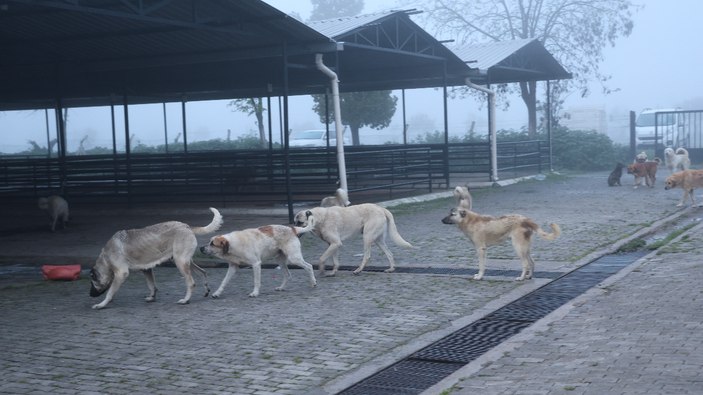 Aydın'da başıboş köpekler, hayvan pazarını mesken tuttu