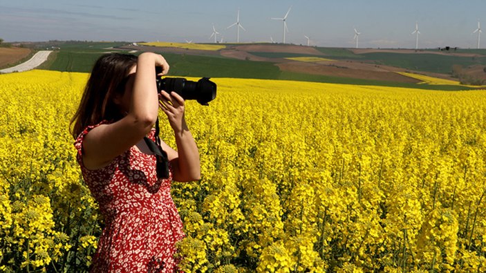 Trakya'da tarlalar fotoğraf stüdyosu gibi