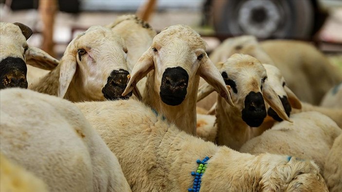 Sivas’ta kurbanlık ve kesim fiyatları belli oldu