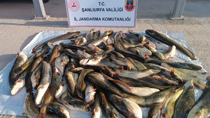 Şanlıurfa'da kaçak balık avına 24 bin lira ceza