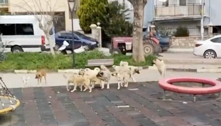 Başıboş köpek sürüsü korku saçtı: Anne, çocuklarıyla birlikte parka sığındı