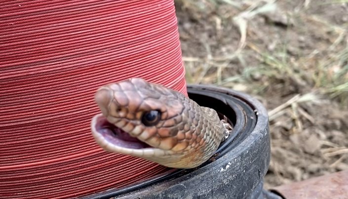 Tokat'ta çiftçi boru döşerken yılanla karşılaştı